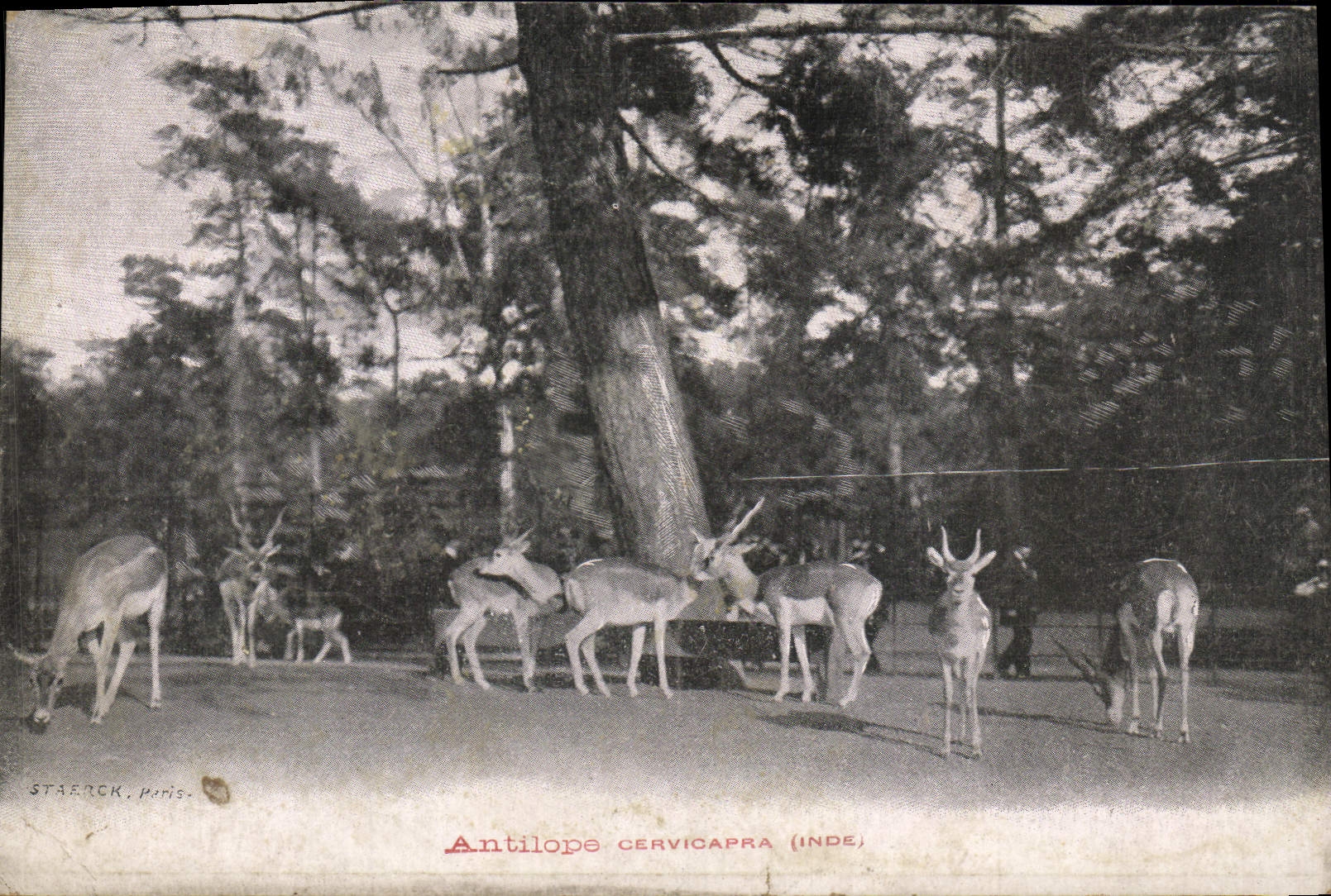 CPA Antilope Cervicapra Inde 