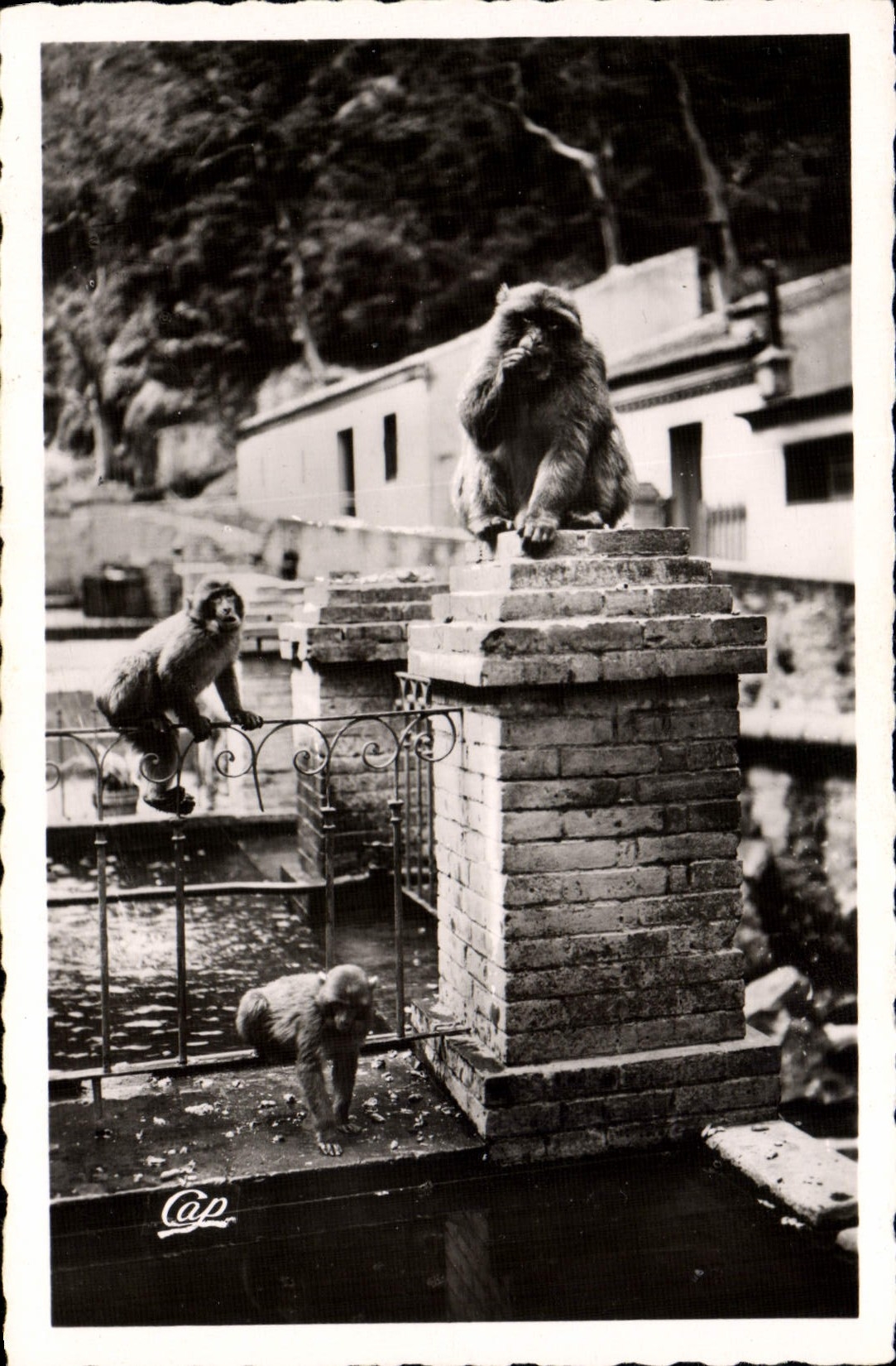 MODERN CARD Blida Falls Of Chiffa to the Hotel Of Ruissau of the Monkeys