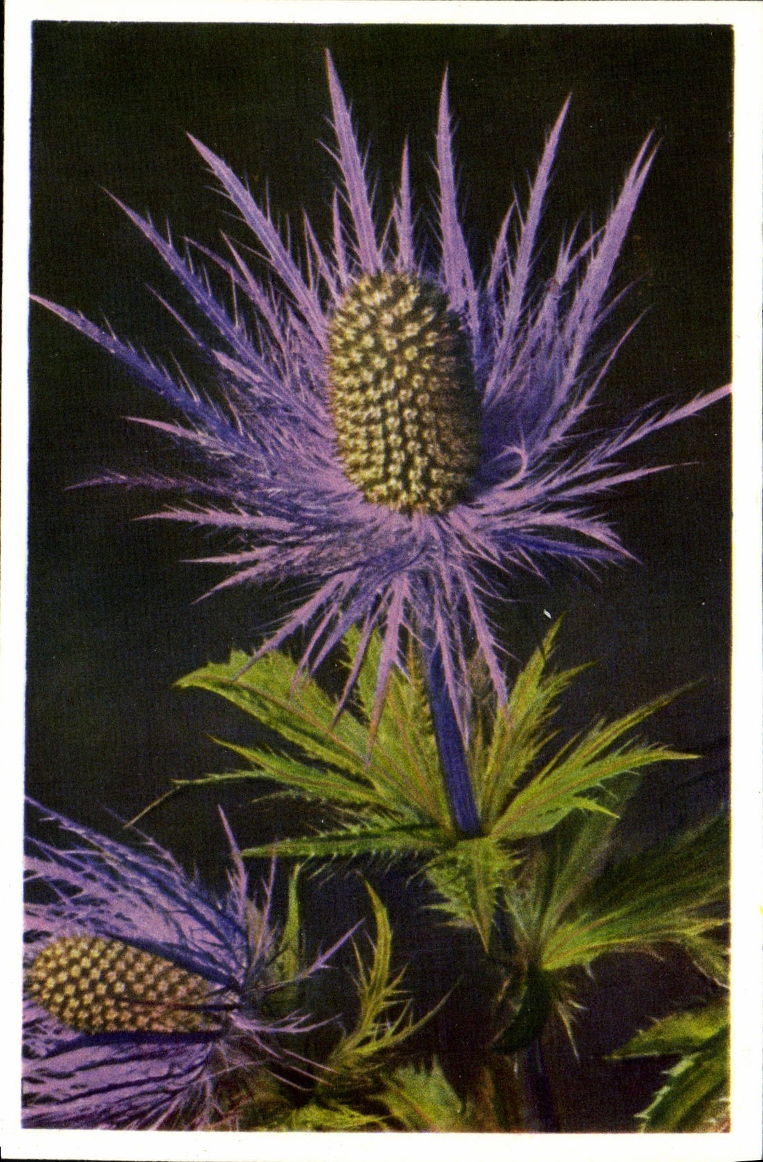 CPM Fleurs Eryngium Alpinum 