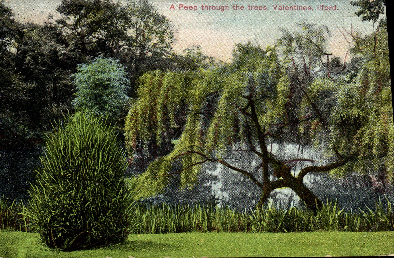 El pío de la POSTAL de la VENDIMIA a través de las tarjetas del día de San Valentín Ilford de los árboles tiene