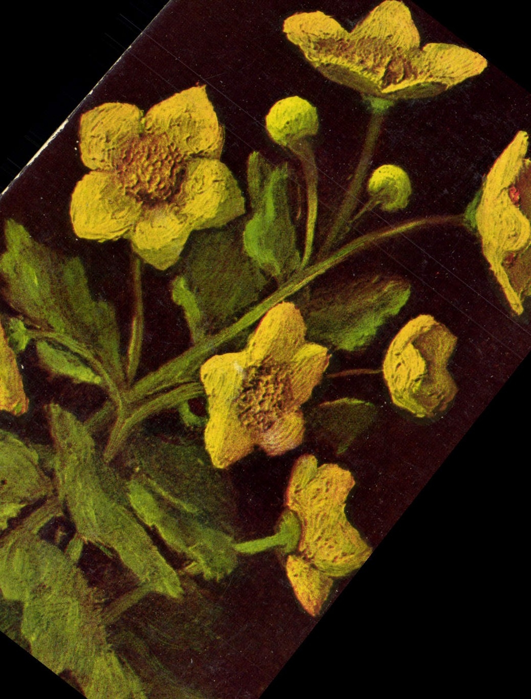 VINTAGE POSTCARD Caltha Palustris Buttons of gold Flower