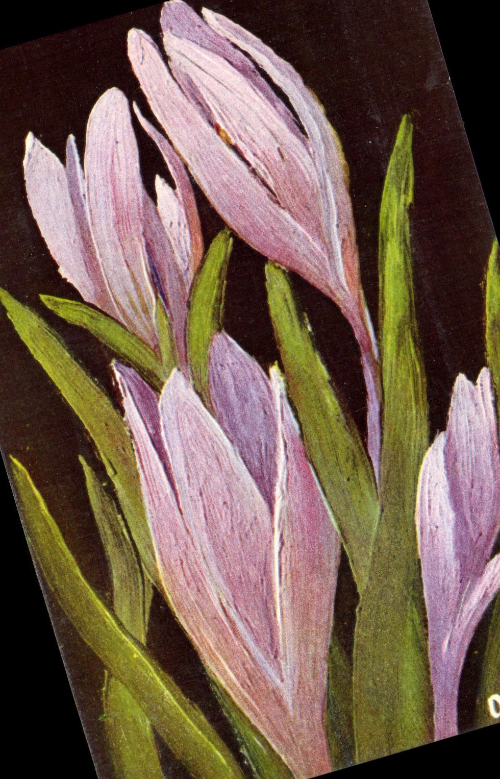 VINTAGE POSTCARD Bulbocodium Vernum Flower Colchique