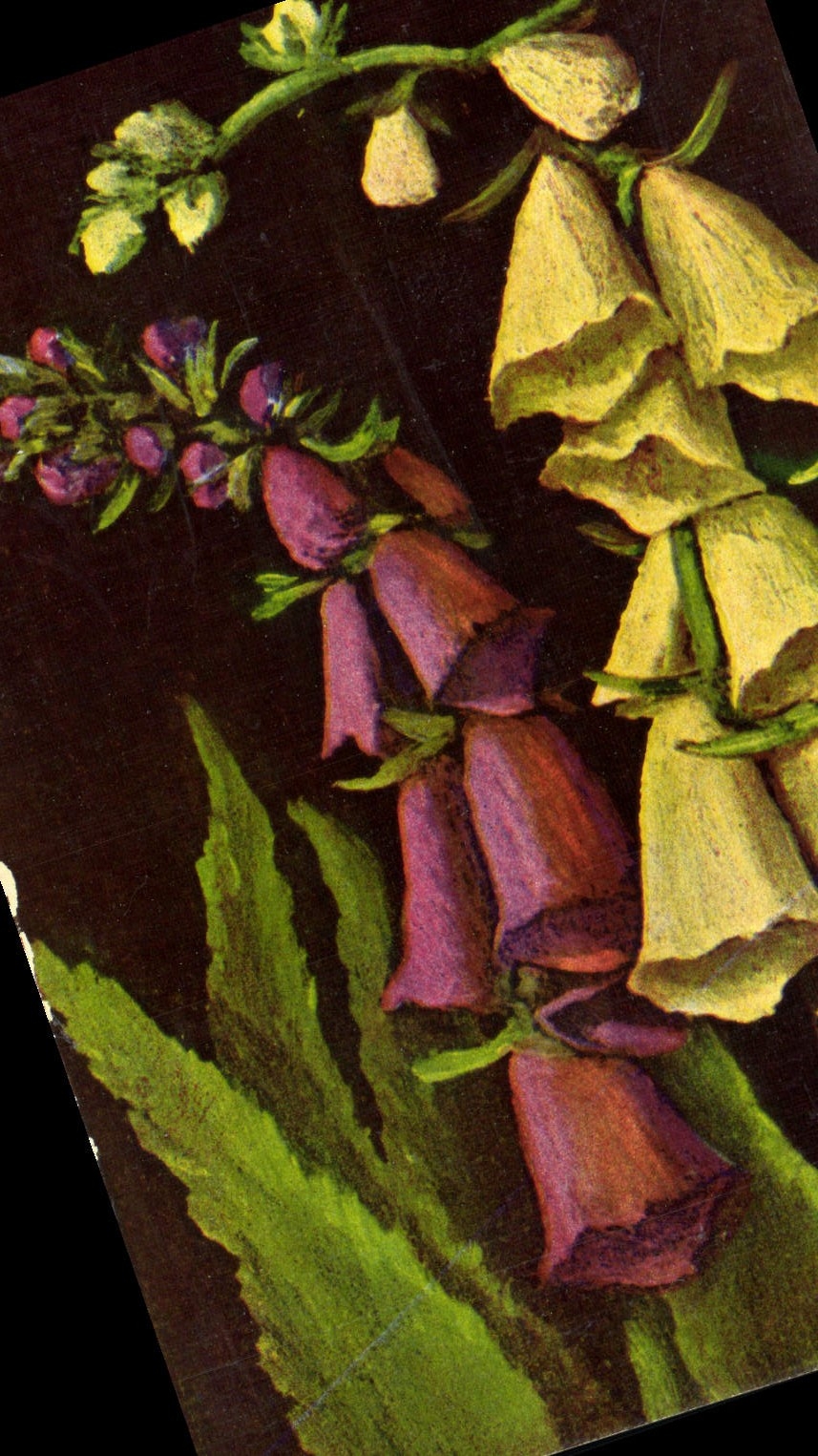 VINTAGE POSTCARD Digitalis Purpurea And Ambigua Digital Flower