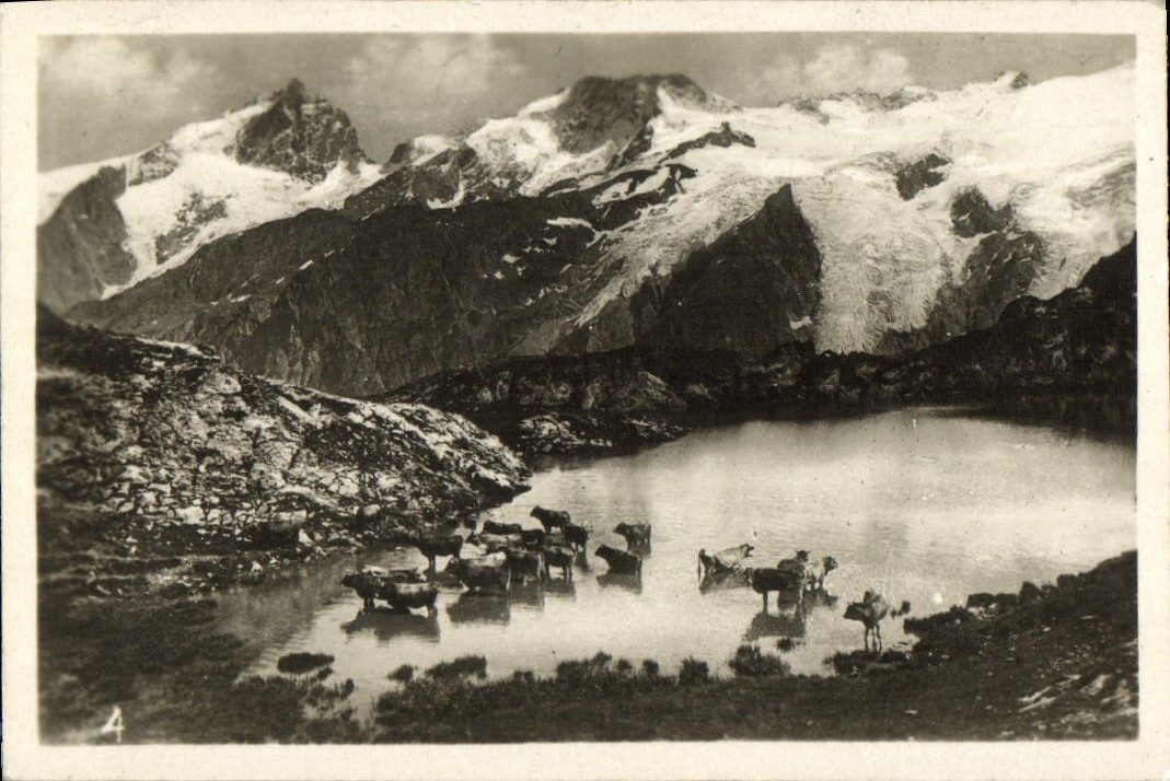 MODERN CARD Mountain pastures Cows