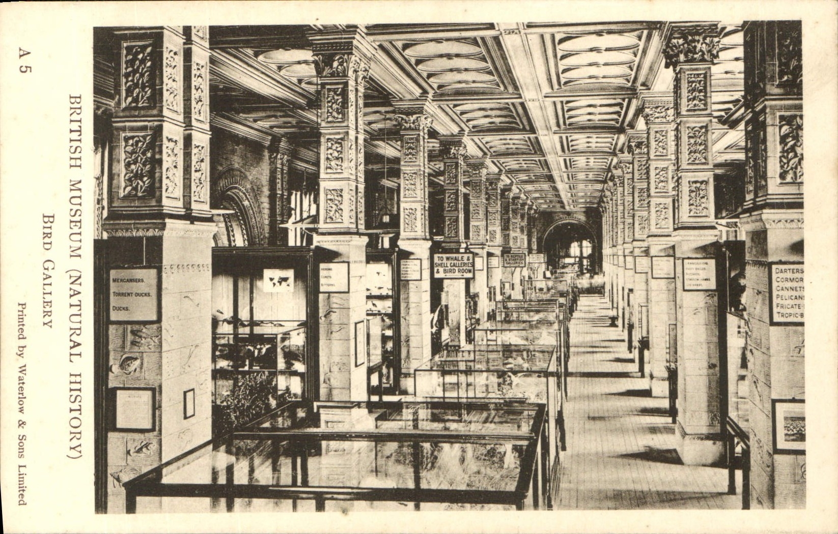 CPA British Museum Bird Gallery Bibliotheque