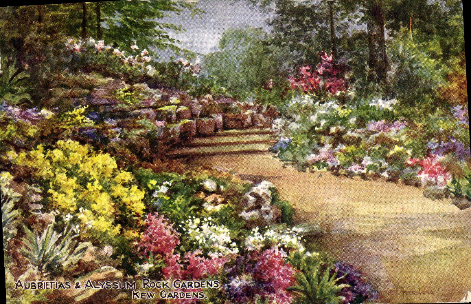 VINTAGE POSTCARD Aubrietias Alyssum Rock'n'roll Gardens Kew Gardens