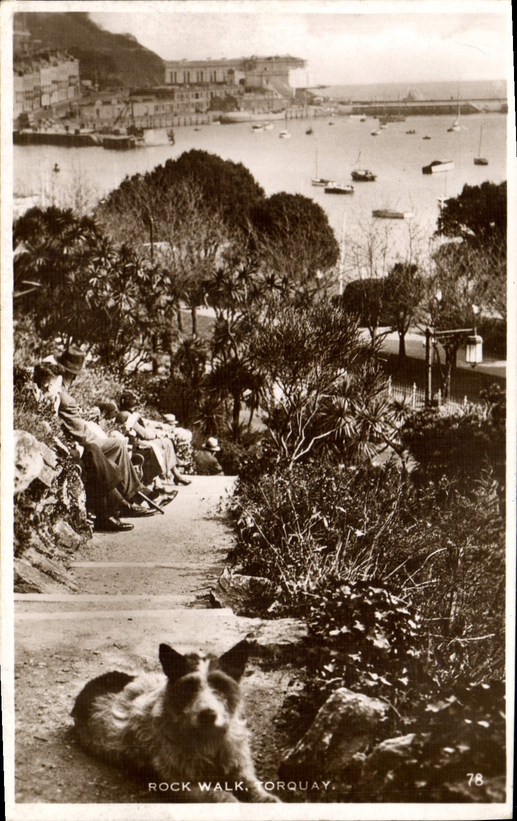 CPA Rock Walk Torquay Chien 