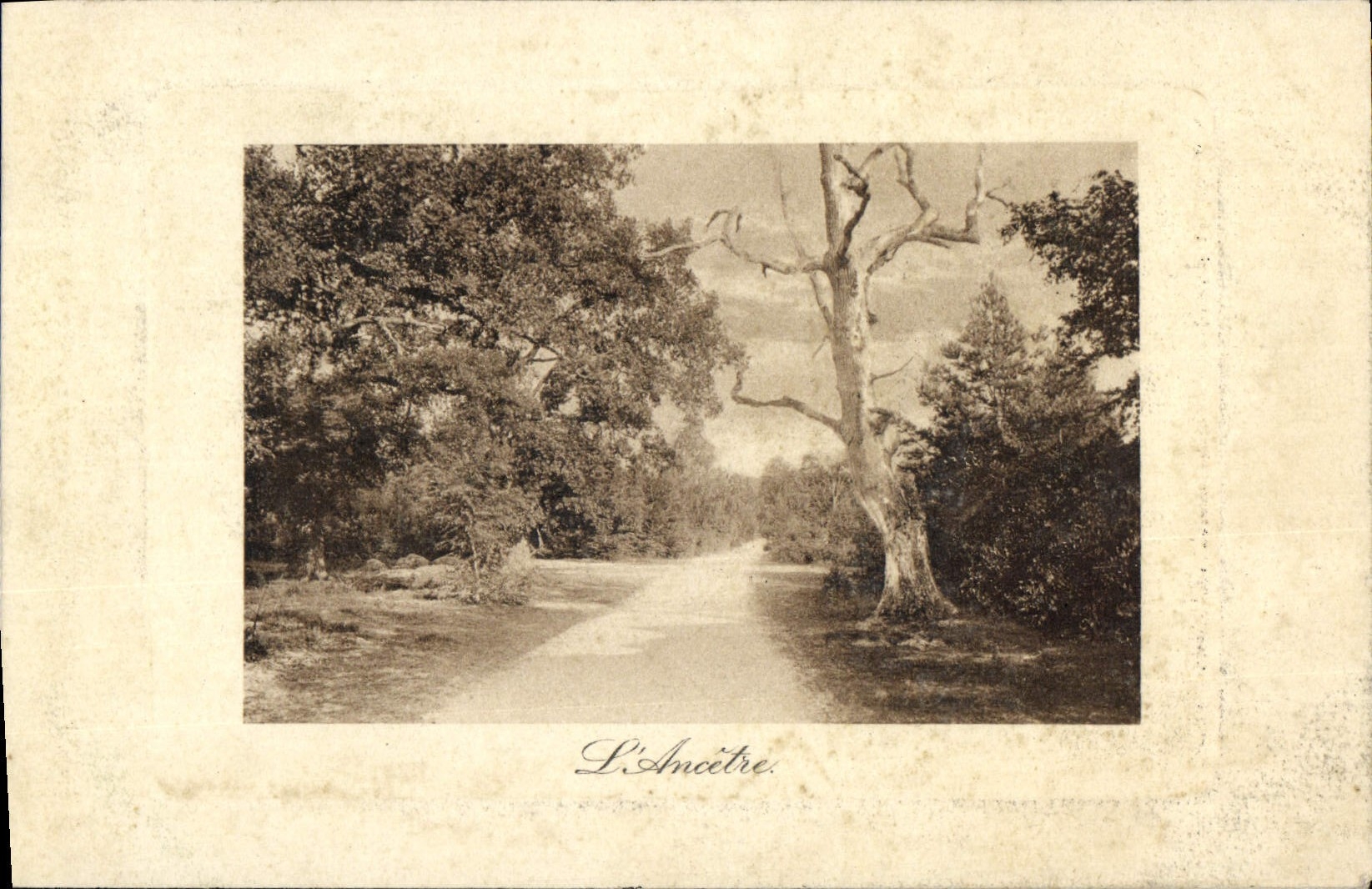 VINTAGE POSTCARD the Ancestor