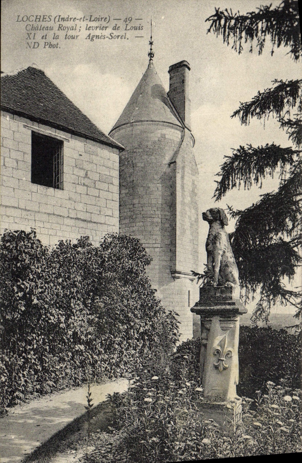 CPA Loches chateau Royal levrier de Louis XI et la tour Agnes Sorel Chien