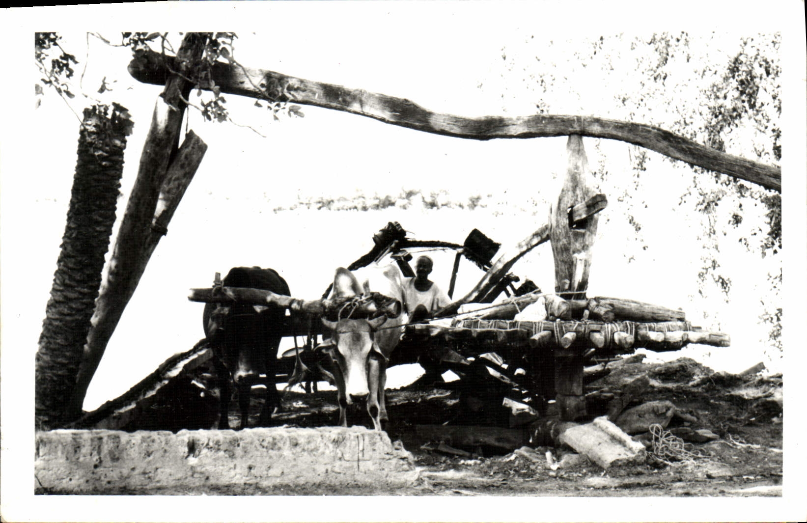Photograph Africa Oxen and plow