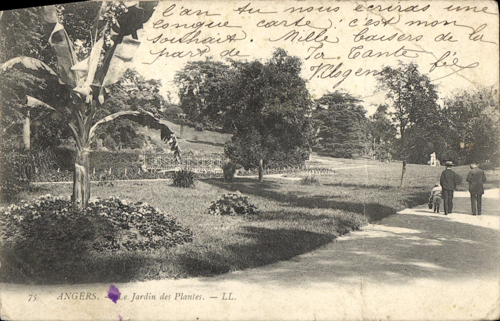 CPA Angers Le jardin Des Plantes