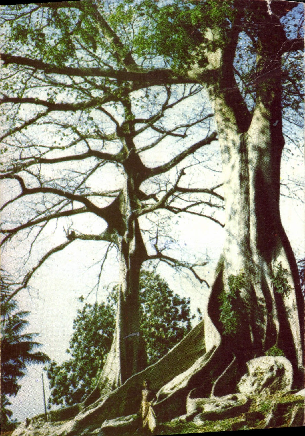 VINTAGE POSTCARD Tree Trees Knitting machine