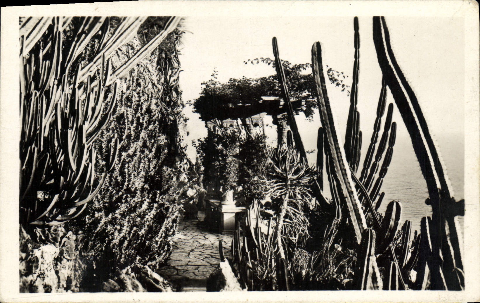 CPA Monte Carlo Jardins Exotiques