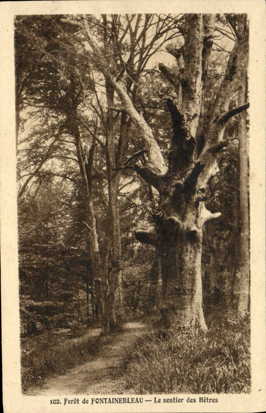 VINTAGE POSTCARD Drill of Fontainebleau the Path of the Beeches