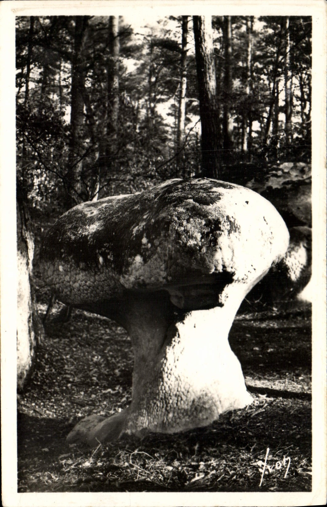 MODERN CARD Fontainebleau the Apremont drill the mushroom