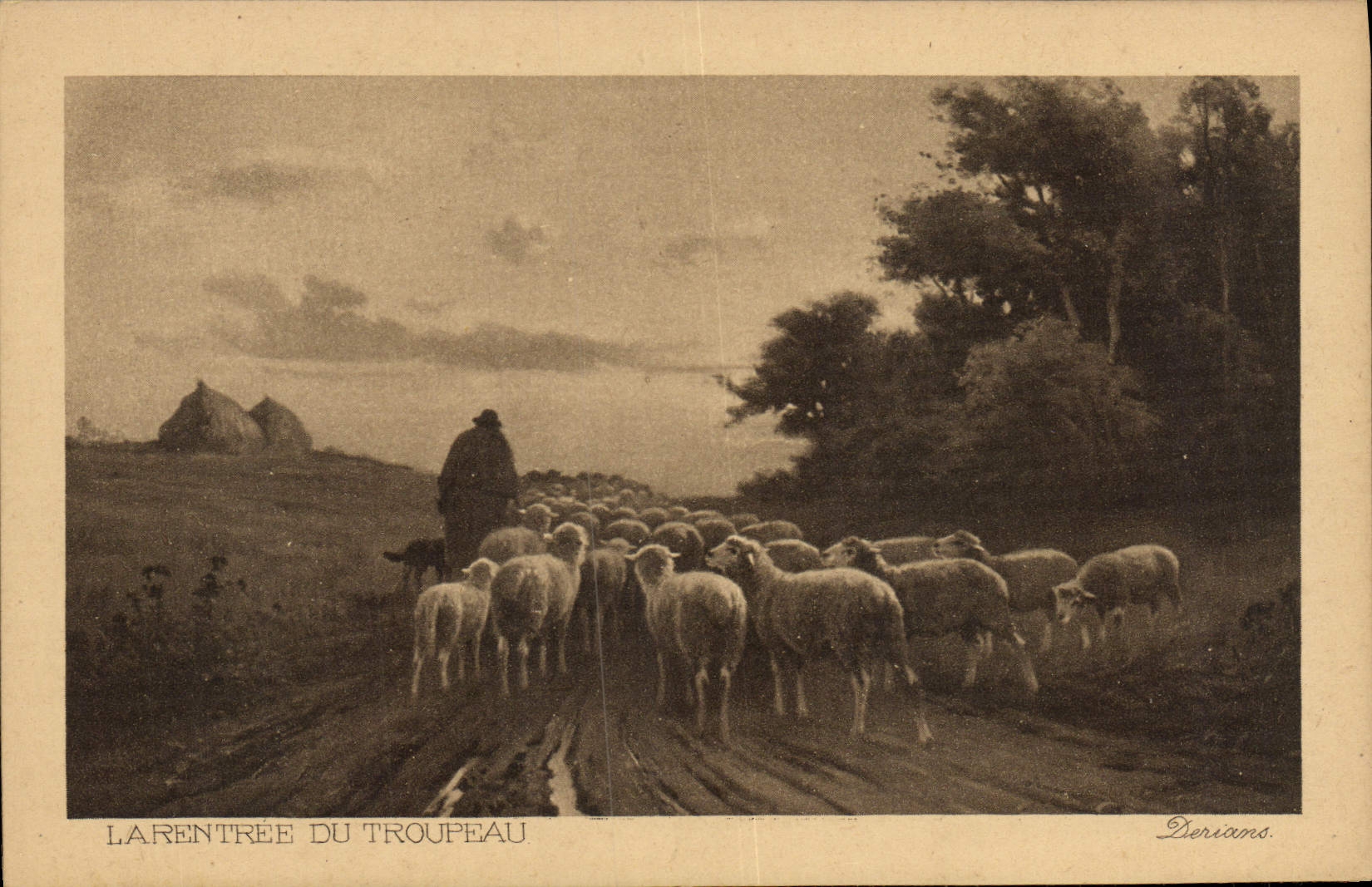 VINTAGE POSTCARD the re-entry Of the Herd Derians Sheep