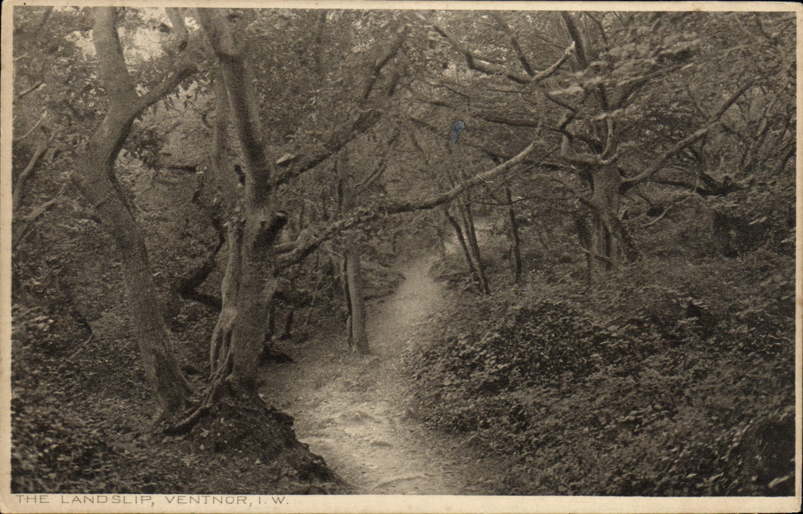VINTAGE POSTCARD The Landslip Ventnor