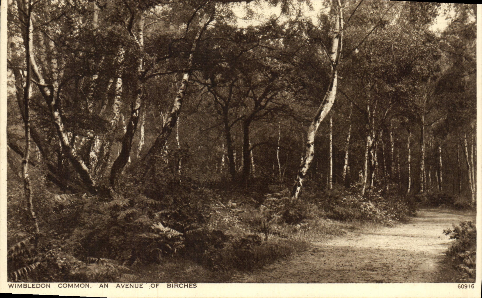 VINTAGE POSTCARD Wimbledon Common Year Avenue off Birches