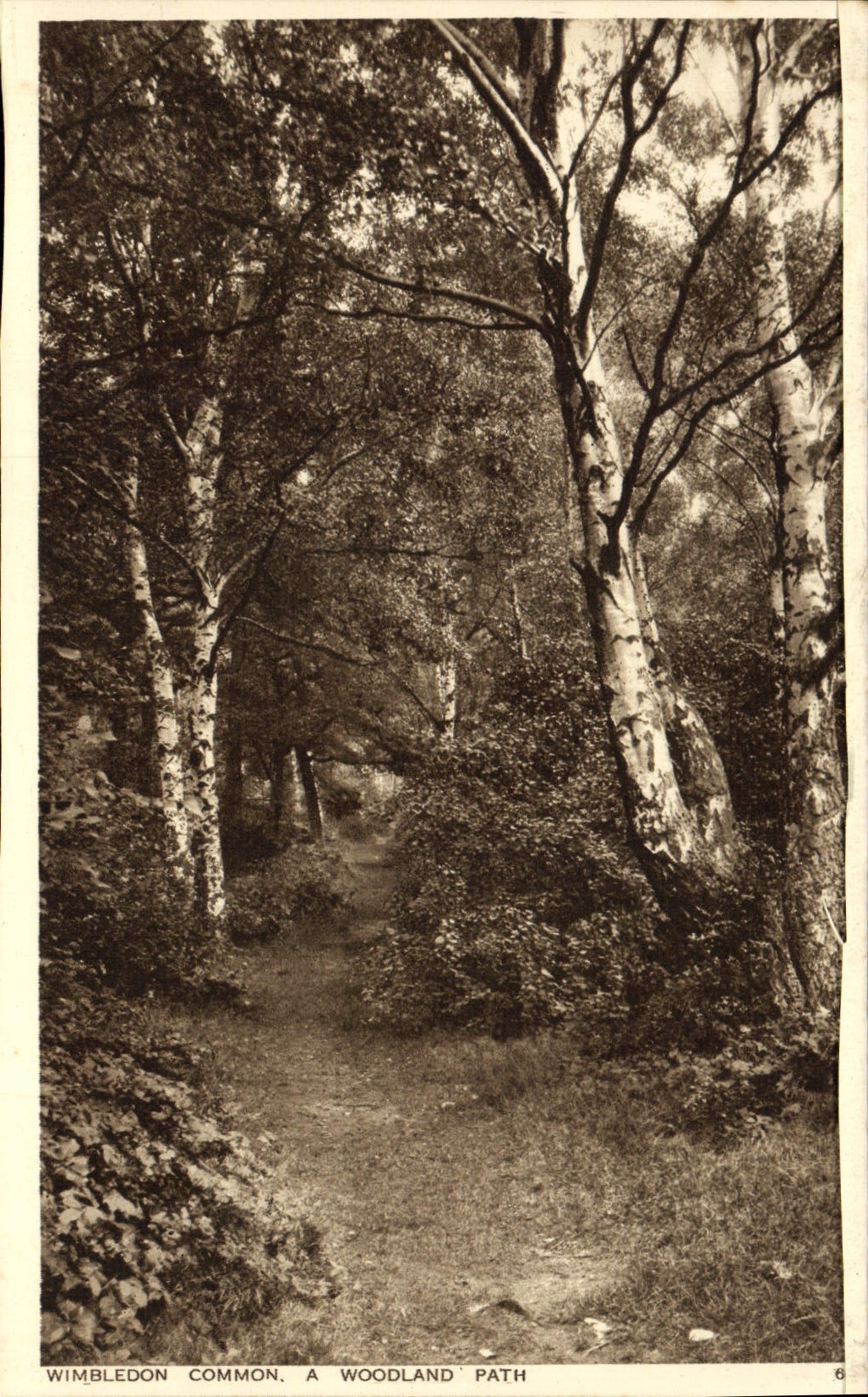 CPA Wimbledon Common A Woodland Path