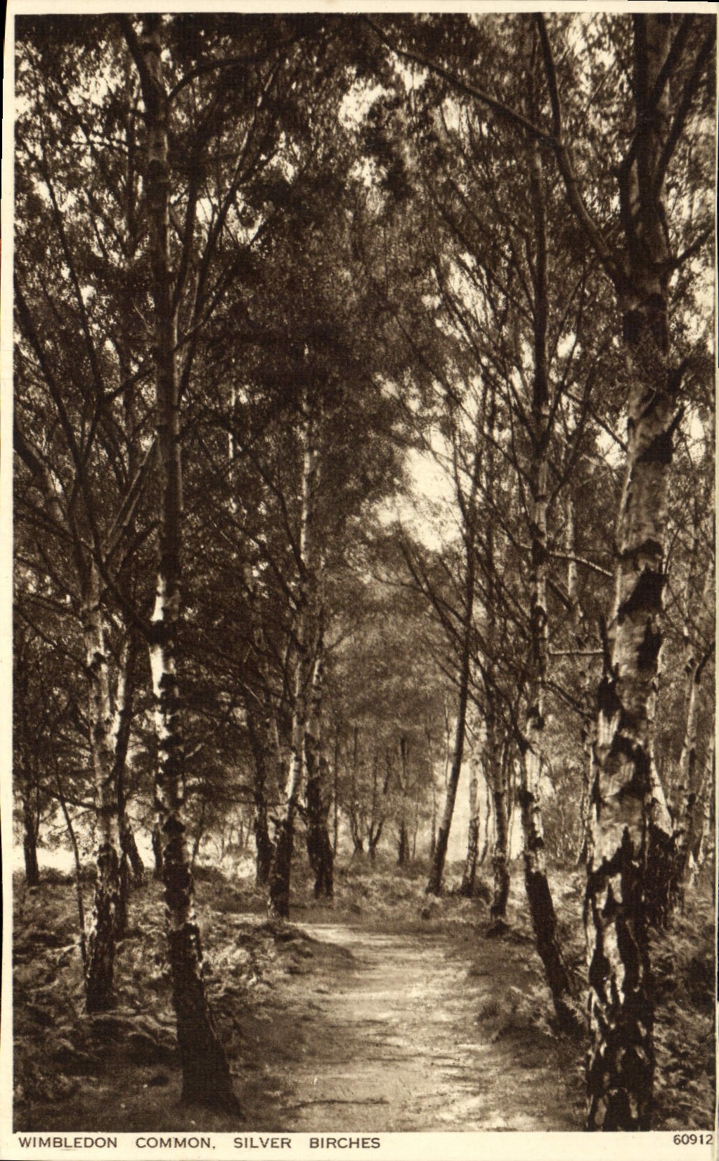 VINTAGE POSTCARD Wimbledon Common Silver Birches