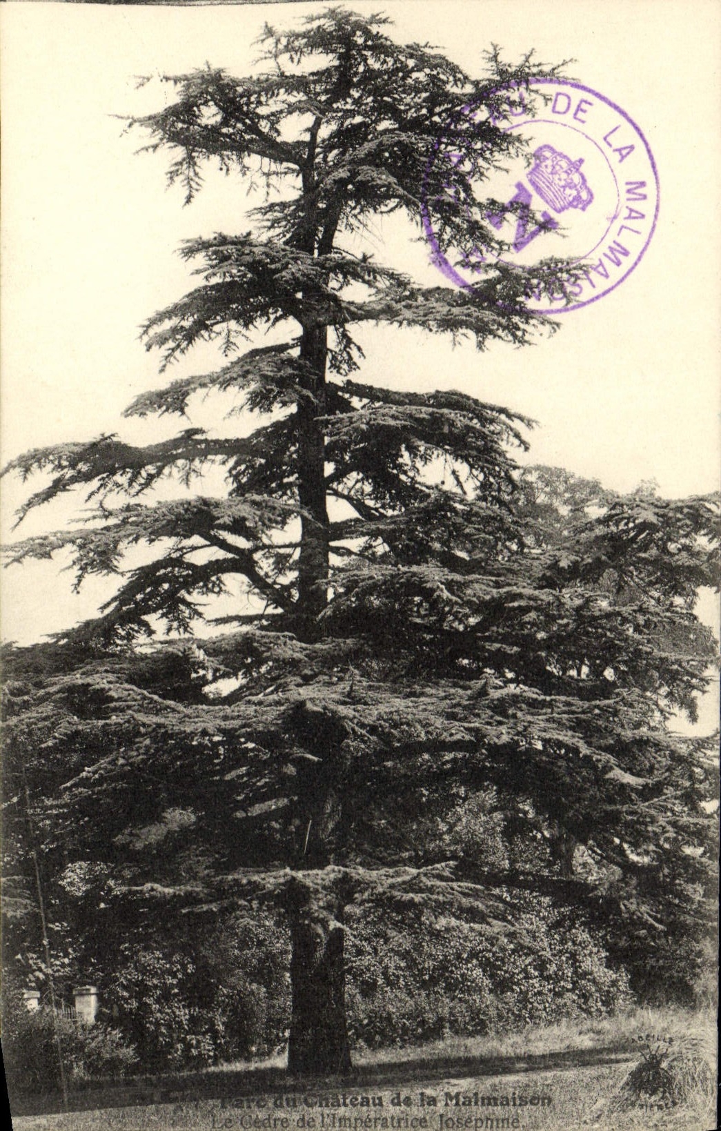 VINTAGE POSTCARD Castle of Malmaison the cedar of the Josephine empress