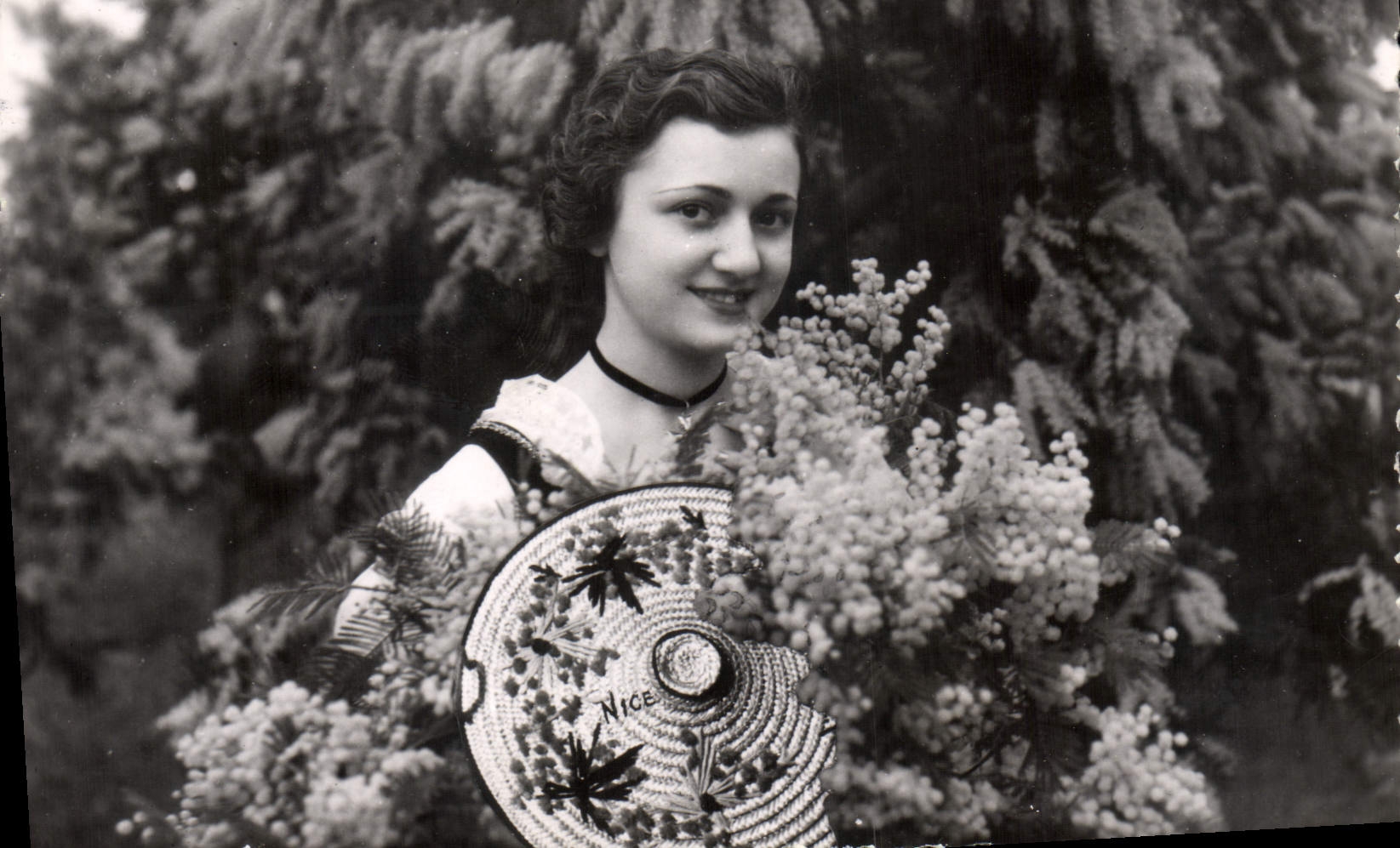 CPM La Cote d'Azur Nocoise Cueillette du Mimosa Folklore