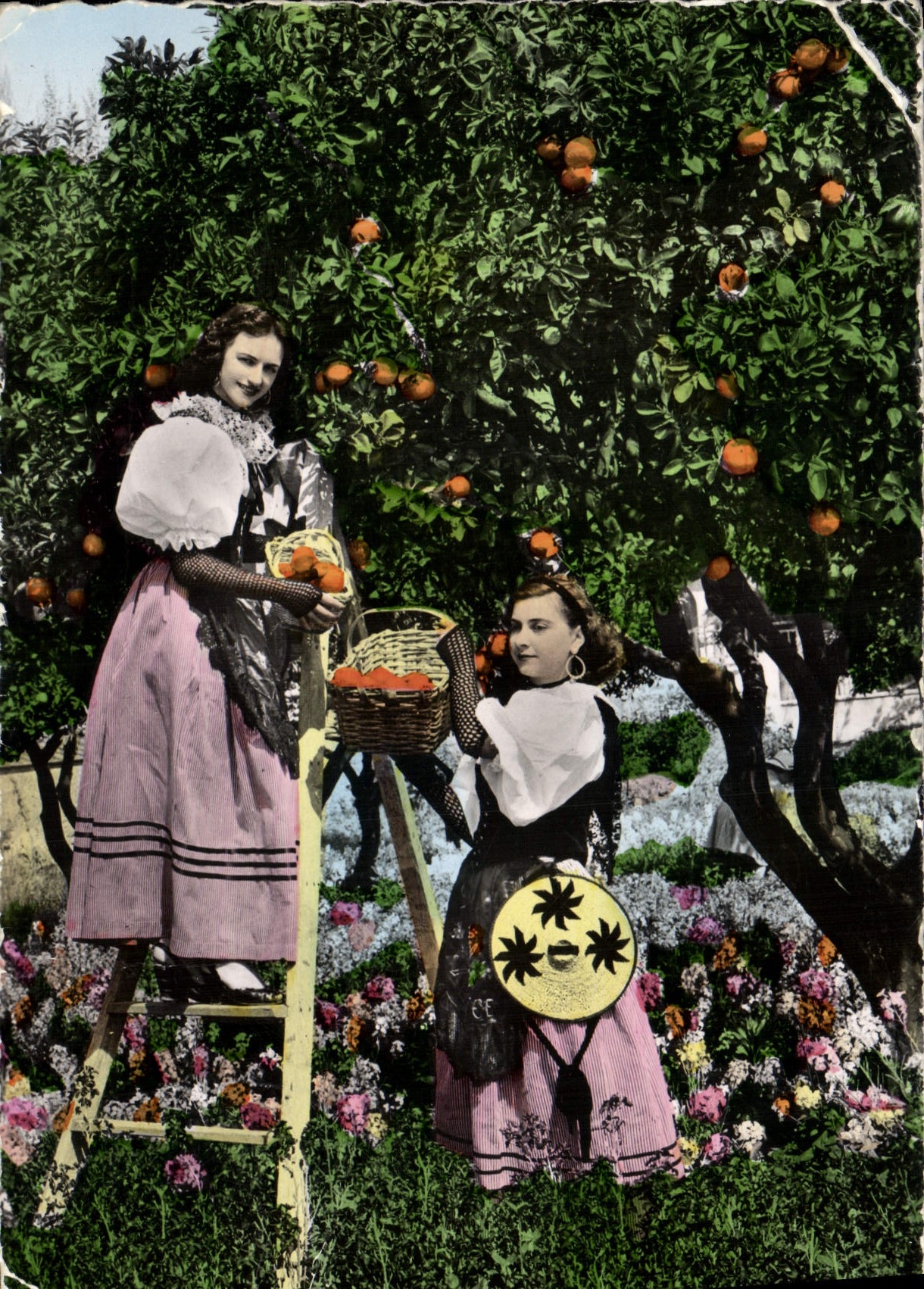 CPM Cote D'Azur La cueillette des oranges par des jeunes filles en costume folklorique Folklore