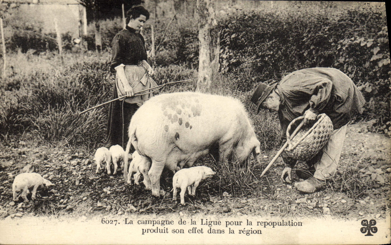 CPA La Campagne de la Ligue pour la Repopulation Produit son effet dans la region Cochon Porc Truffes TOP