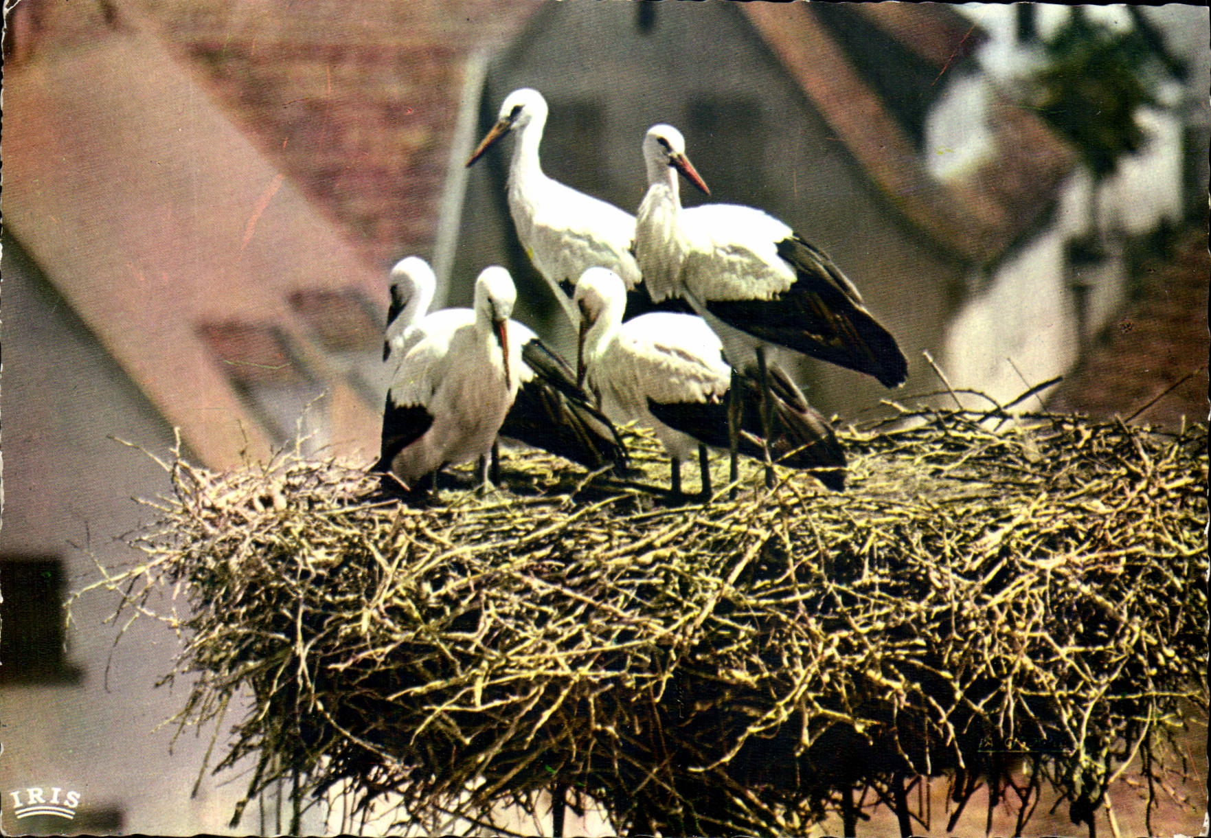 MODERN CARD Picturesque Alsace Nest of Storks birds
