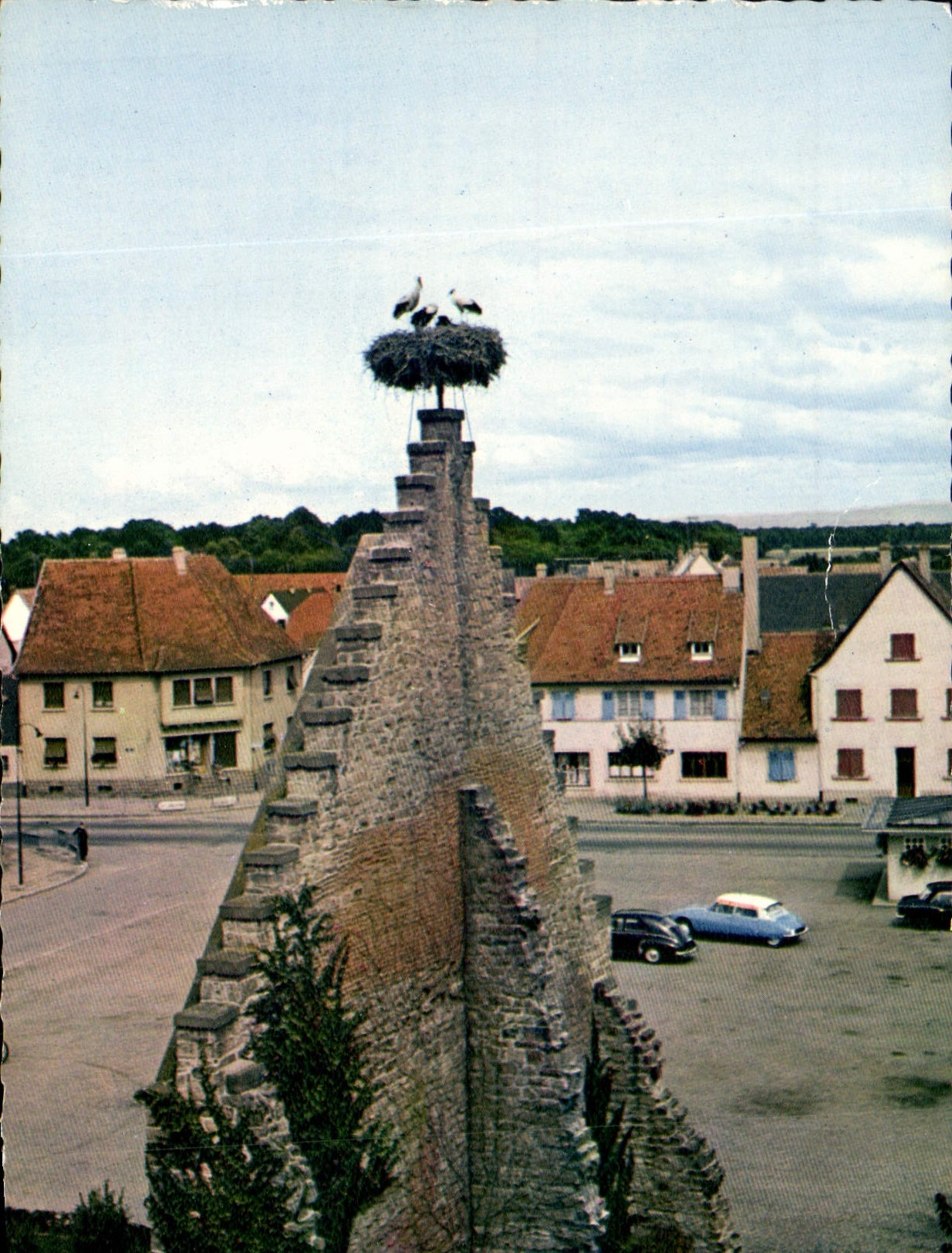 MODERN CARD Picturesque Alsace Nest of Storks Ostheim Birds
