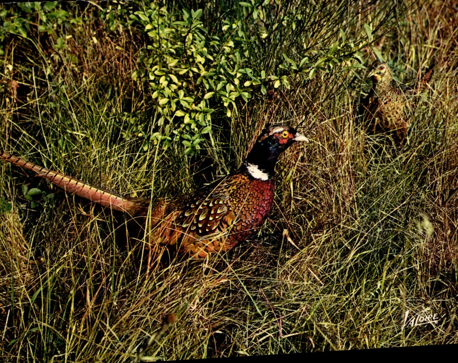 MODERN CARD In the Sologne Partridge Bird Meets