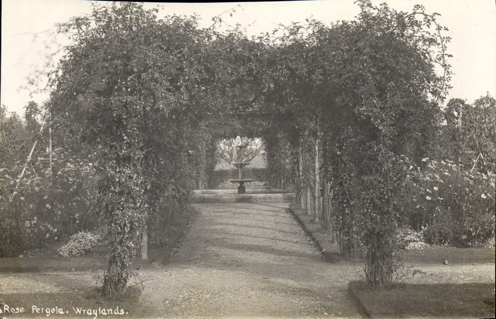 Photograph Rose Wraylands Pergola