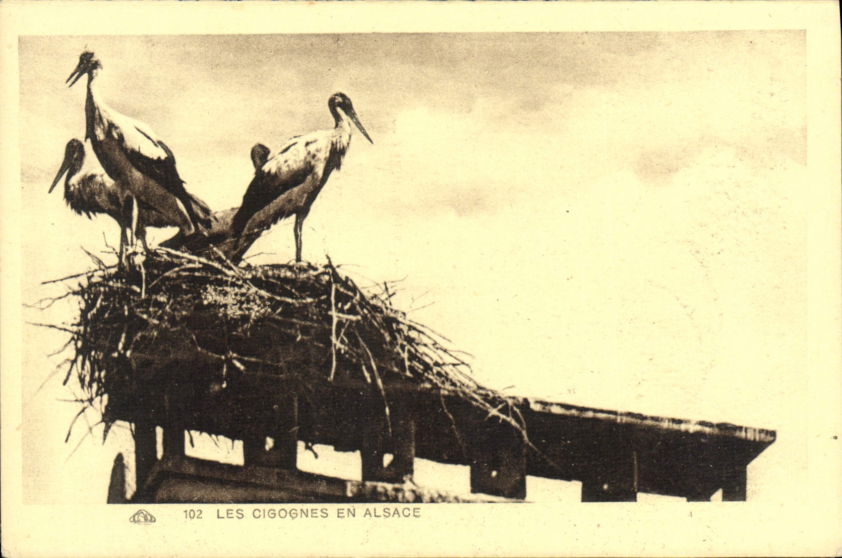 VINTAGE POSTCARD Strasbourg Storks In Alsace