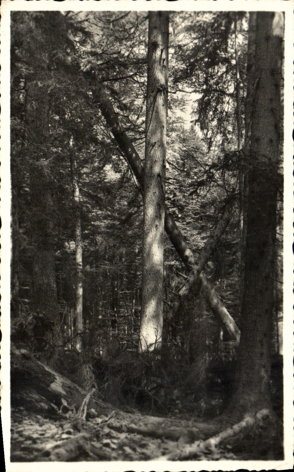 Na Sumave de Prales de la POSTAL de la VENDIMIA