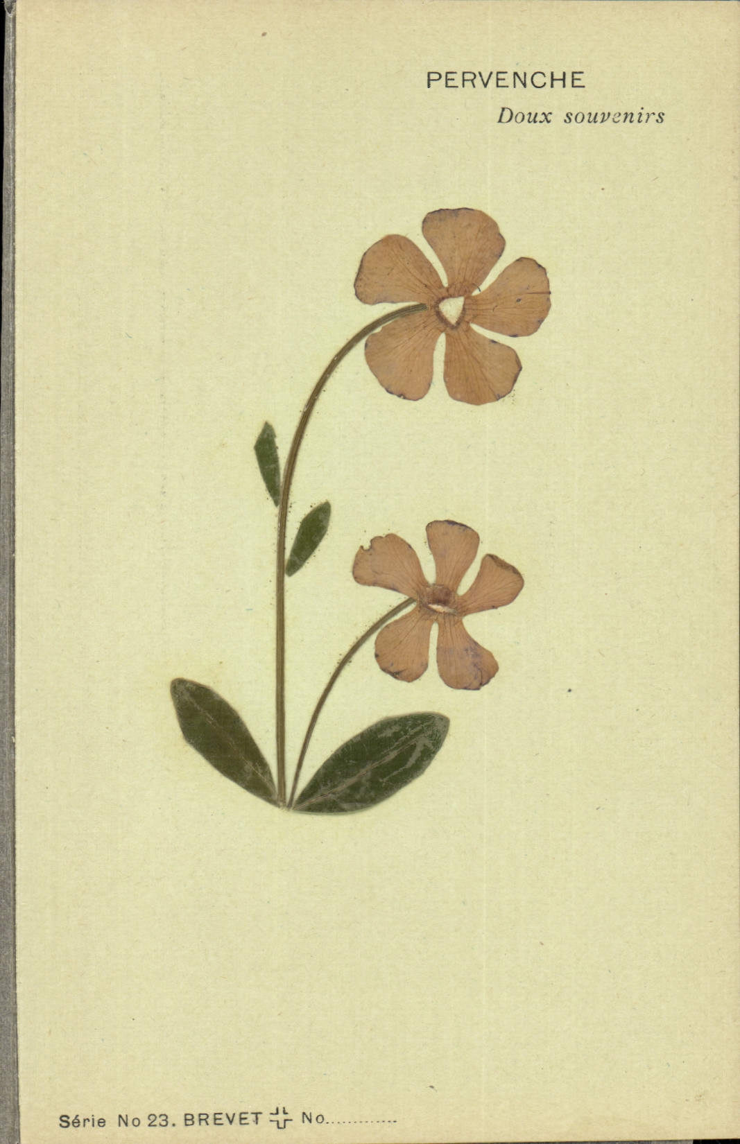 CPA Fleur Sechee Pervenche Doux Souvenirs