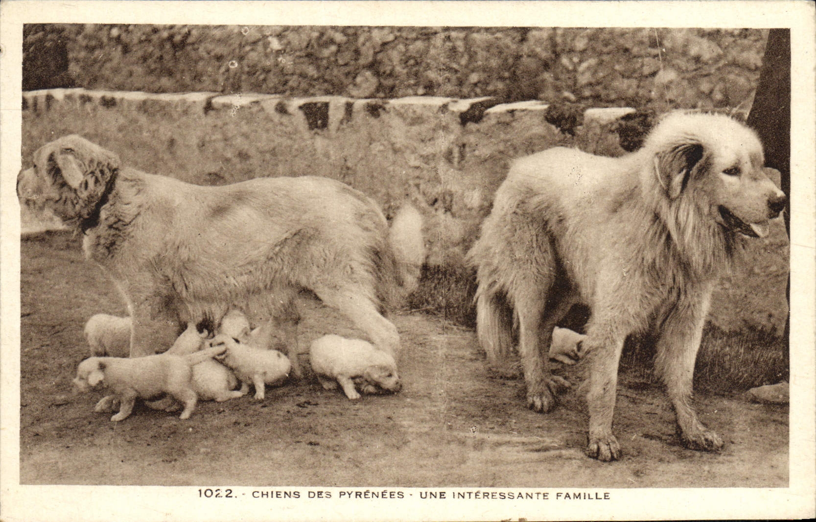 CPA Chiens Des Pyrenees Une Interessante Famille Chien Chiot chiots