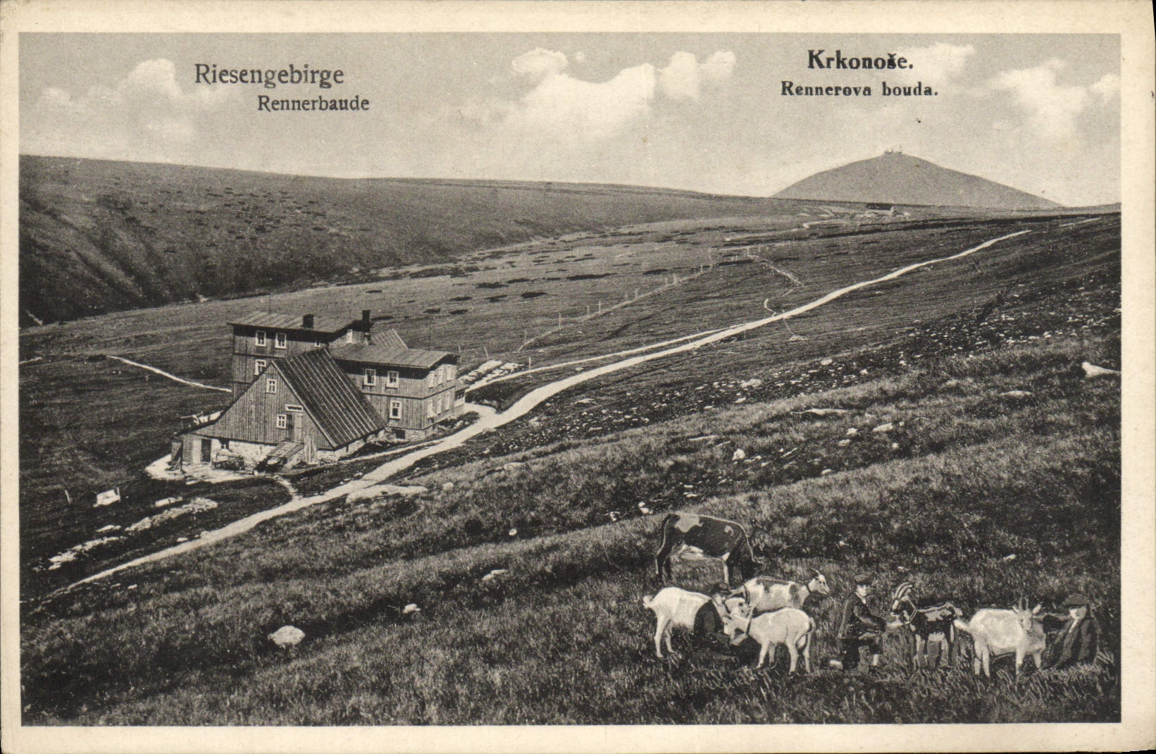 La POSTAL Riesengebirge Rennerbaude Krkonose Rennerova de la VENDIMIA era cabras malhumoradas de Chevre