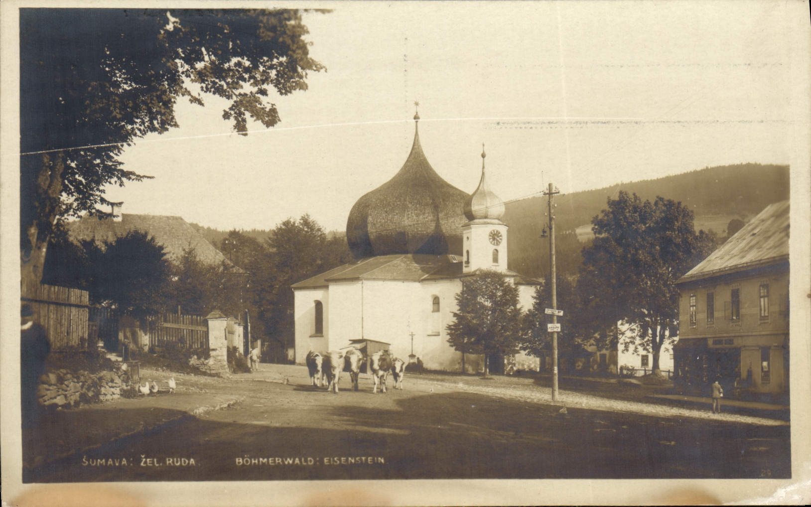 Vacas de Ruda Bohmerwald de la ocultación de Sumava de la POSTAL de la VENDIMIA