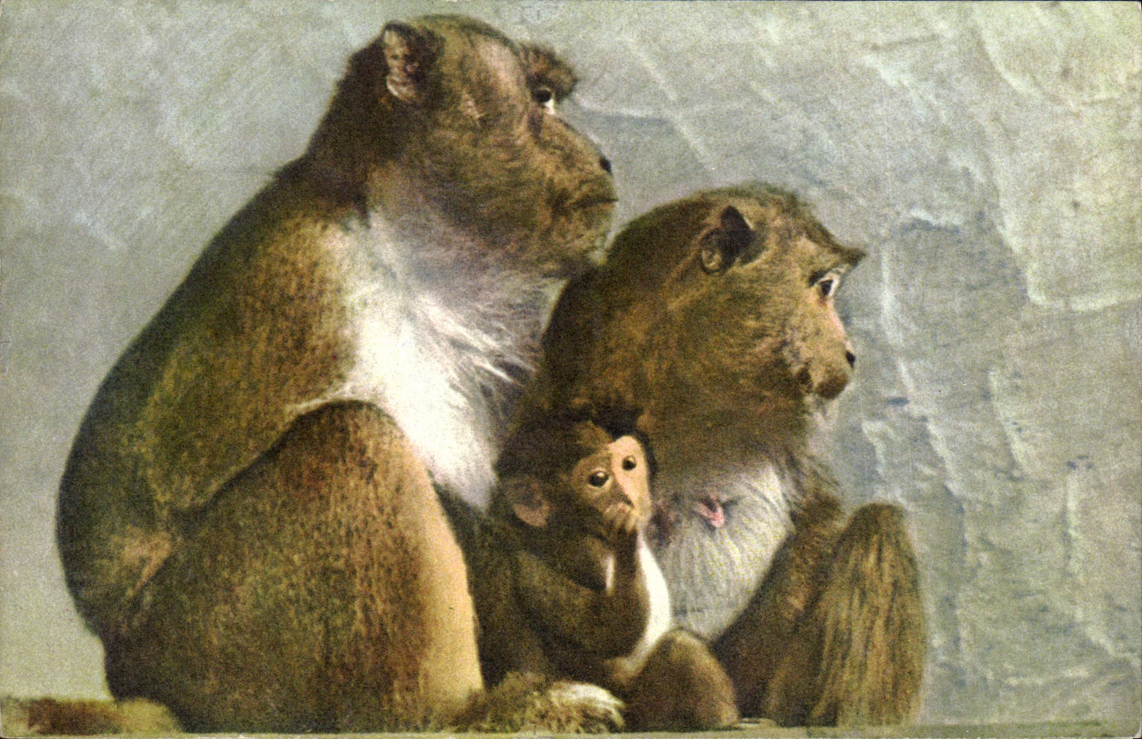 CPA Singes Javanais Indonesie