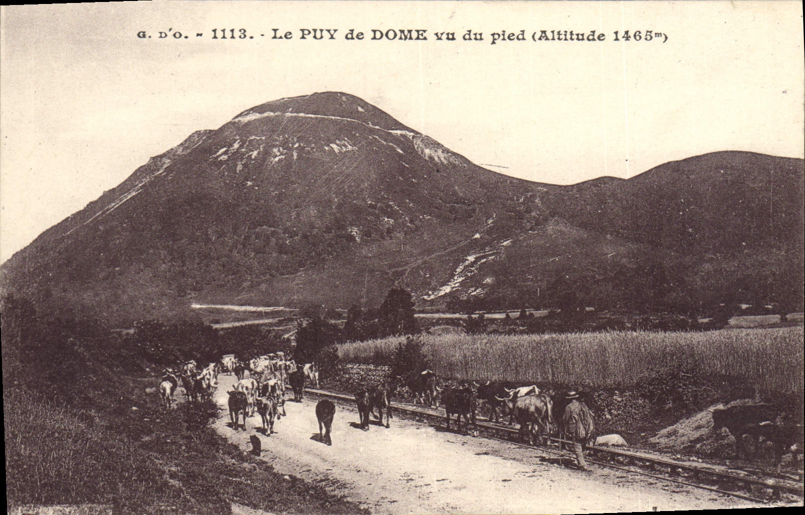 VINTAGE POSTCARD Puy de Dome seen of the foot Cows
