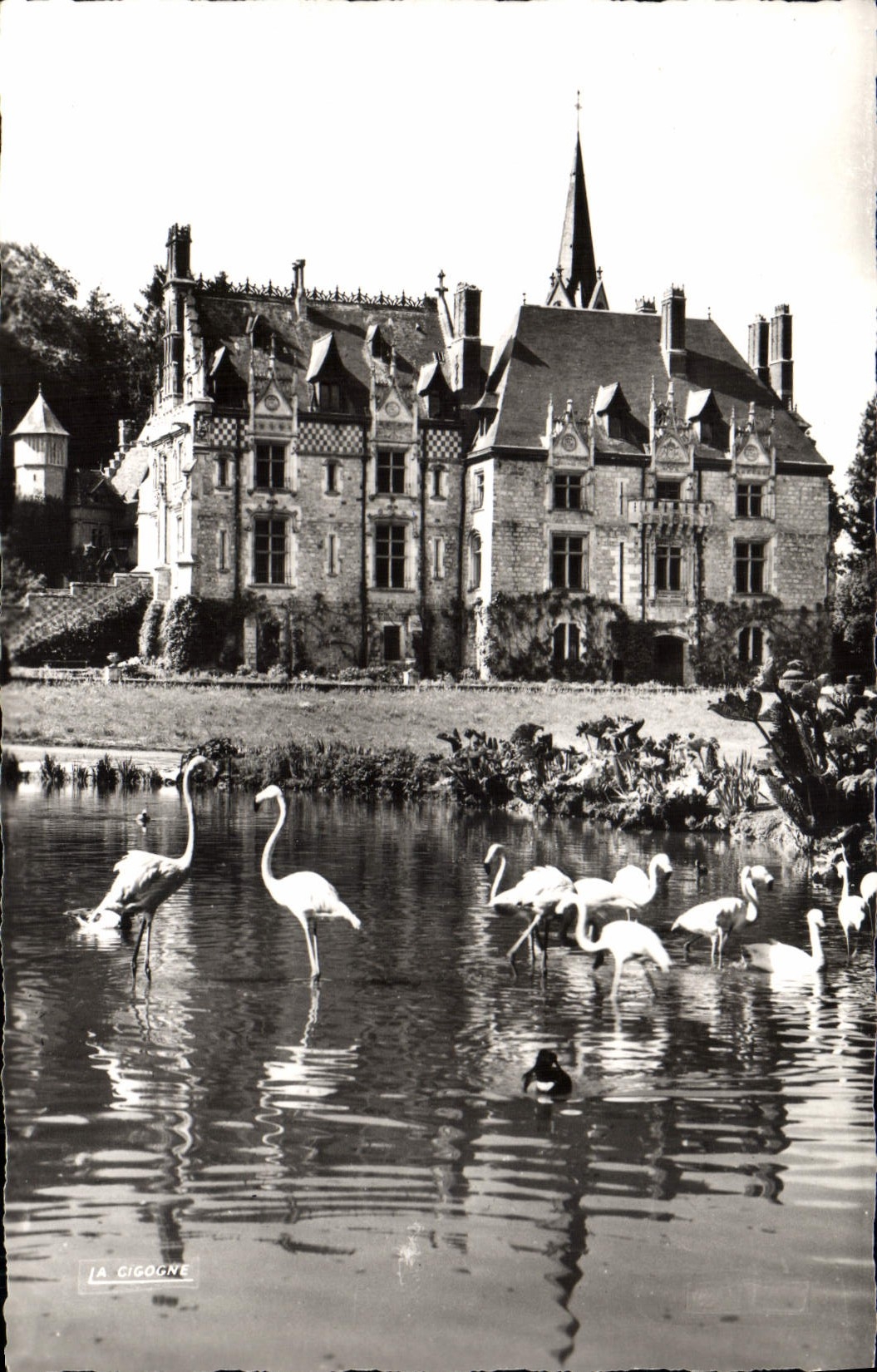 VINTAGE POSTCARD Zoological gardens De Cleres the Castle And Pink flamingos Zoo