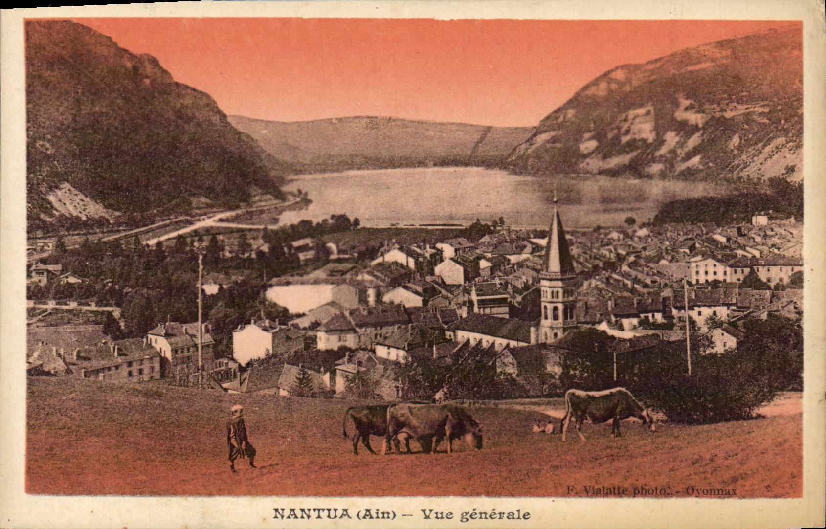 VINTAGE POSTCARD Nantua View Cows
