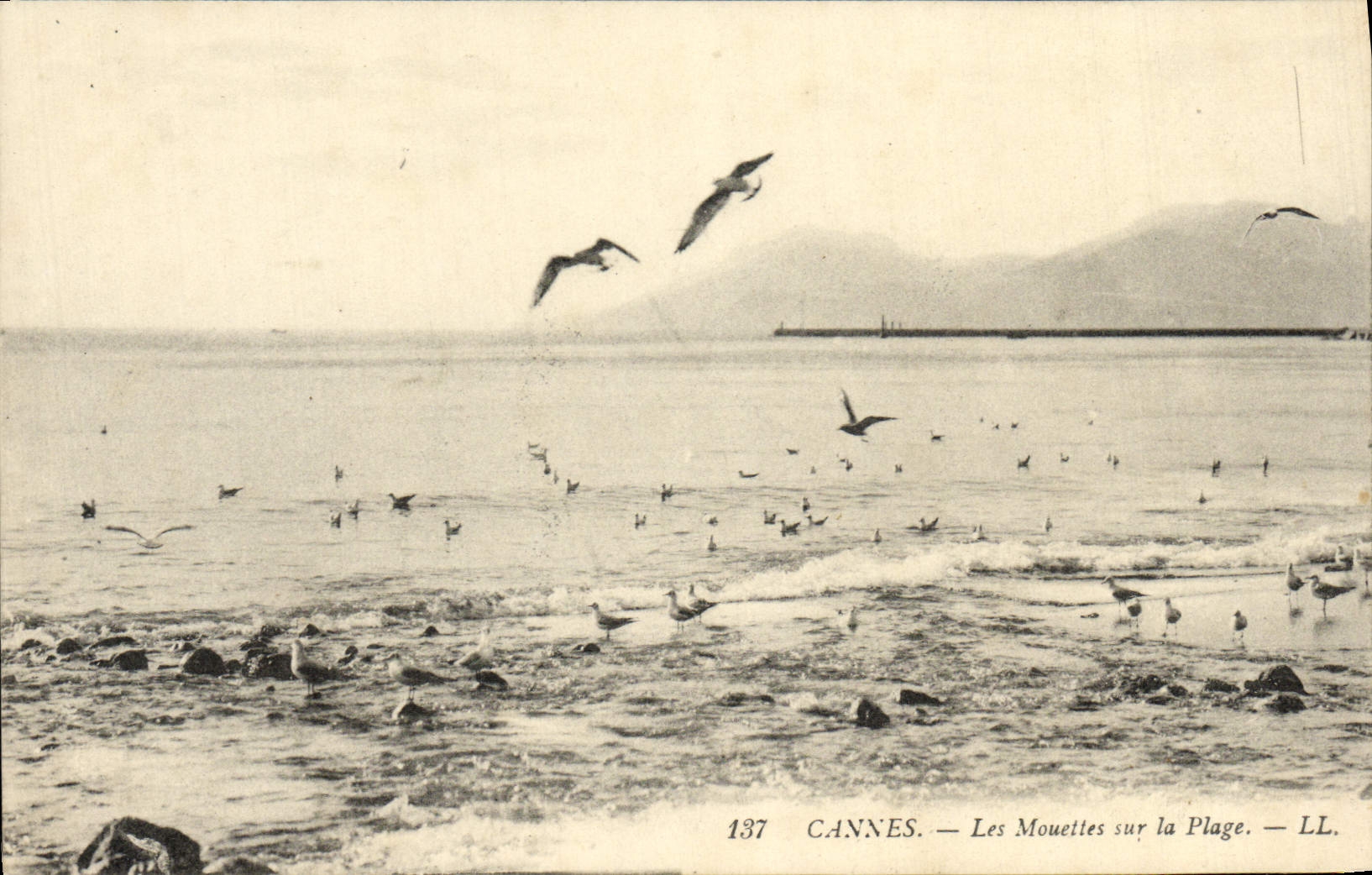 CPA Cannes Les Mouettes Sur La Plage