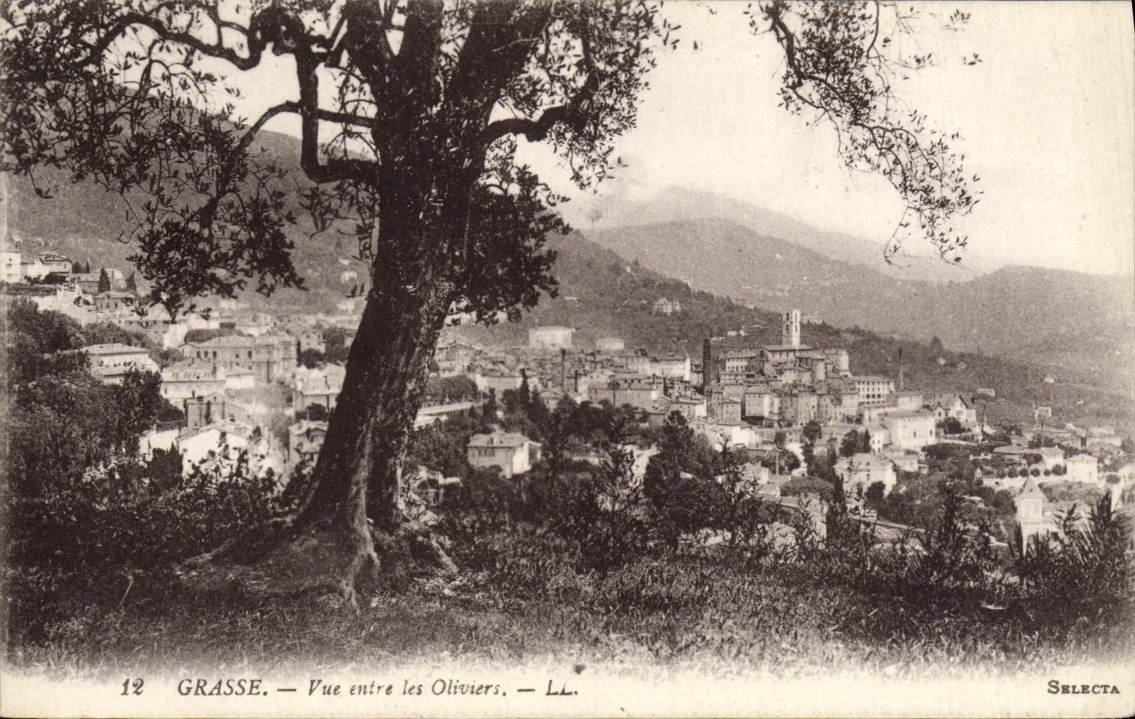 CPA Grasse Vue Entre Les Oliviers