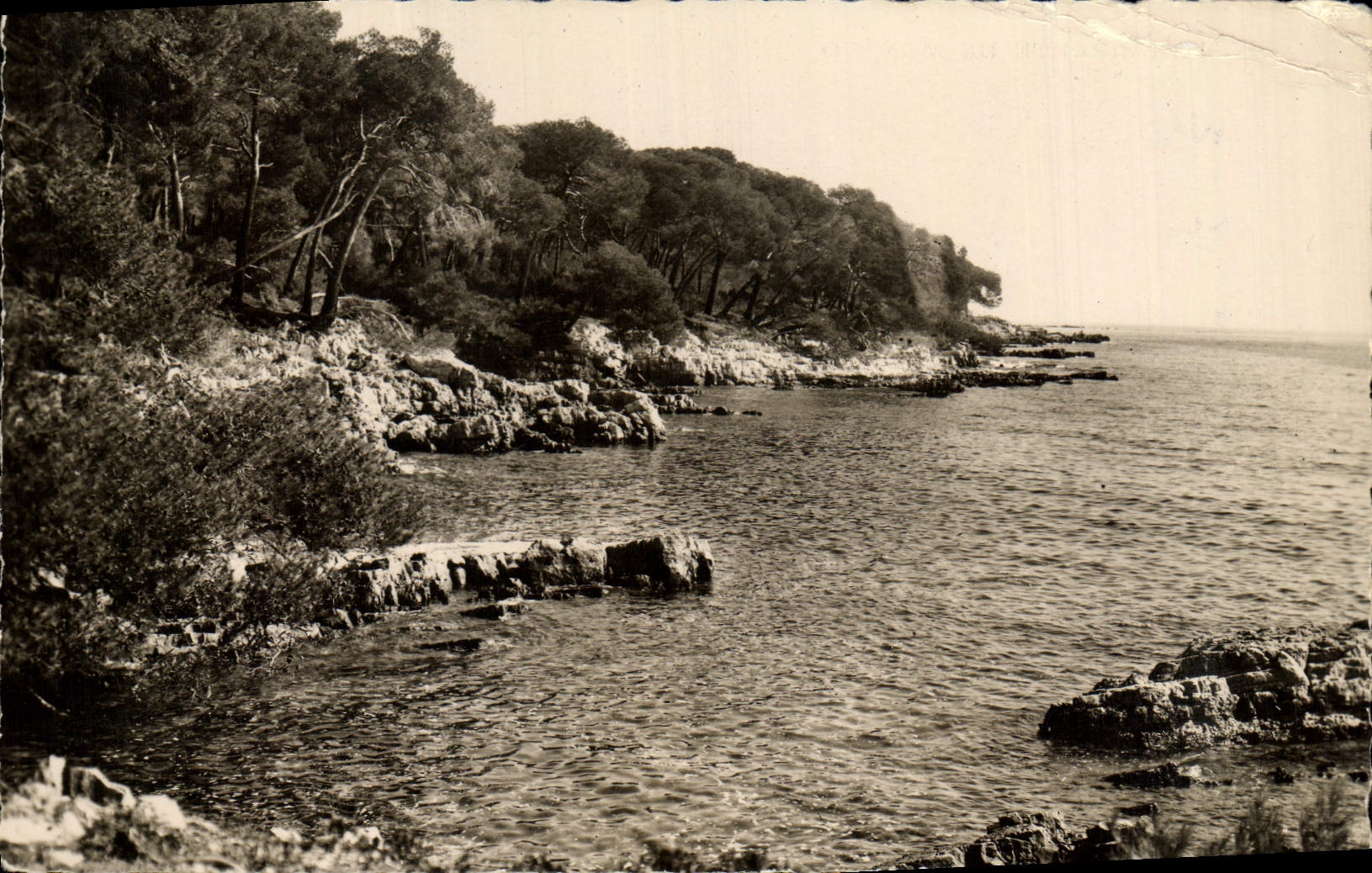 MODERN CARD Island co. Marguerite Seaside