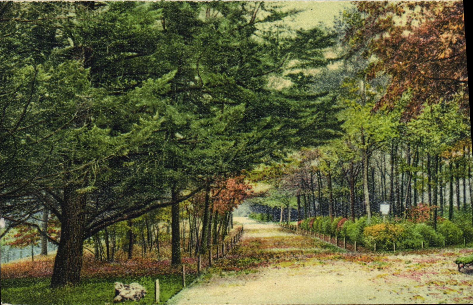VINTAGE POSTCARD La Rochelle Large Alley Of the Charruyer Park