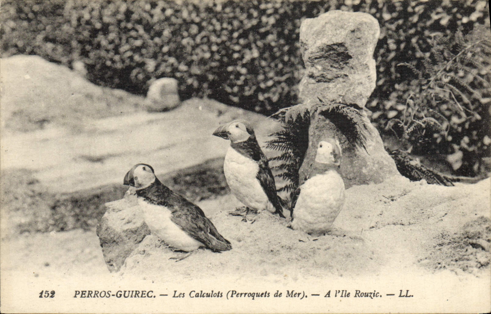 VINTAGE POSTCARD Perros Guirec Caluclots Parrots of sea In the island Rouzic Birds