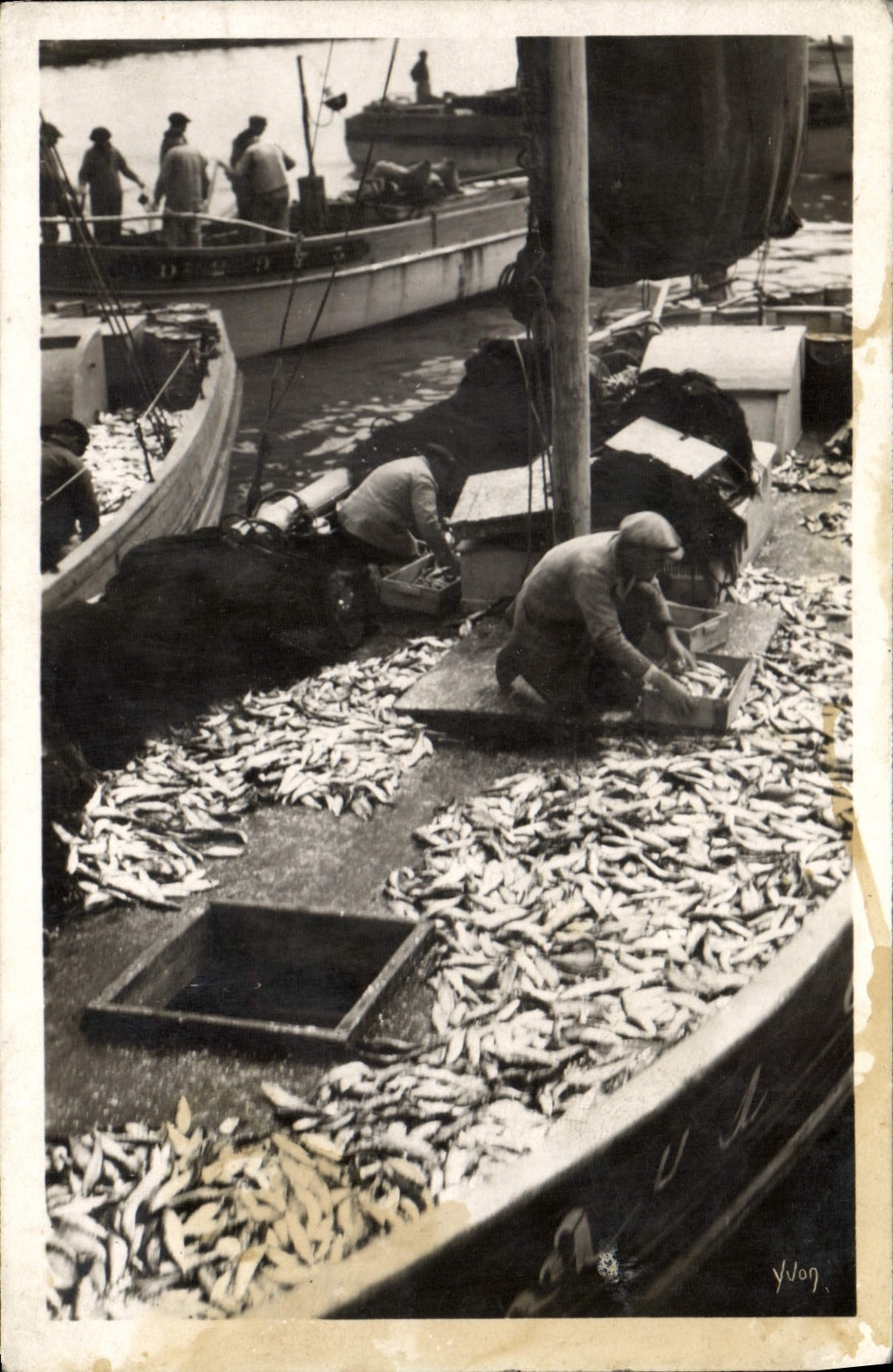 MODERN CARD Douarnenez Sorting of Fishing