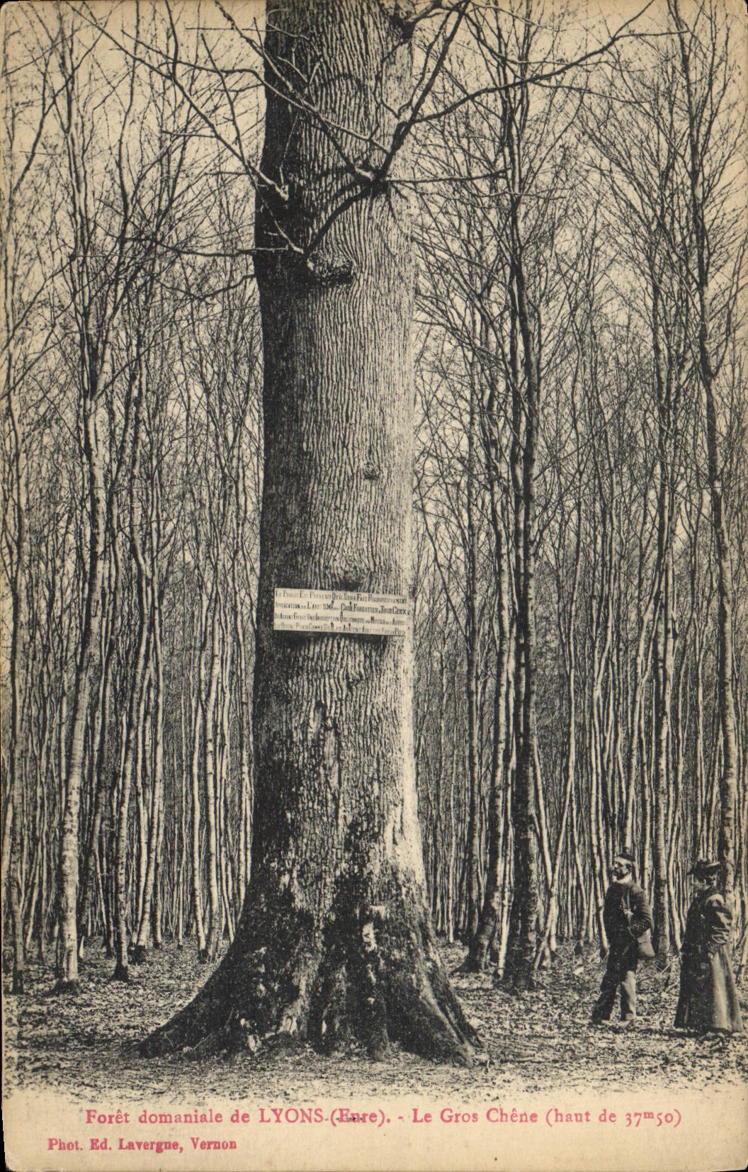 VINTAGE POSTCARD Drill Domanial De Lyons the Large Oak Tree