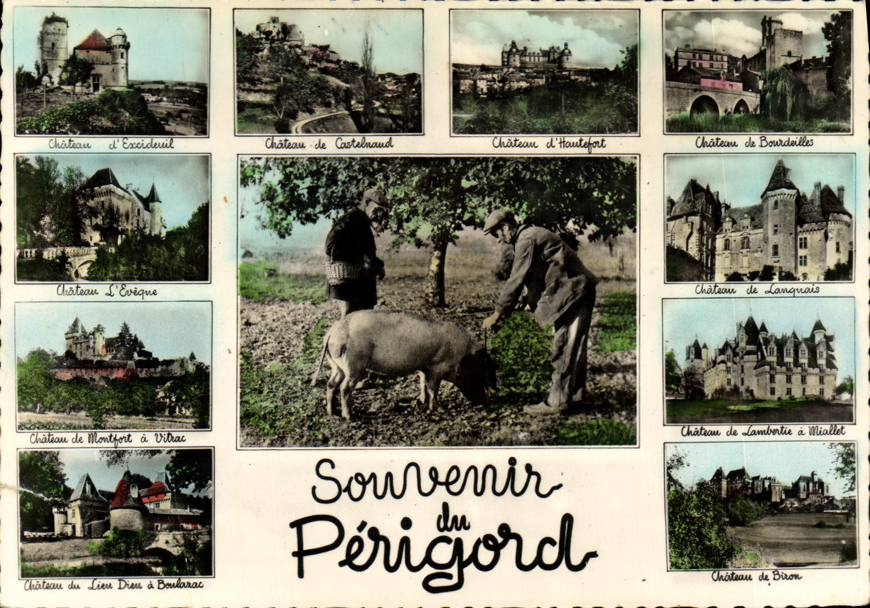 CPM Souvenir du Perigord Cochon Truffe Castelnaud